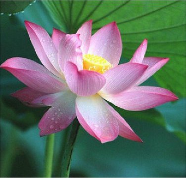 Pink Lotus Flower Nelumbo Nucifera Pond Aquatic Plant Seeds