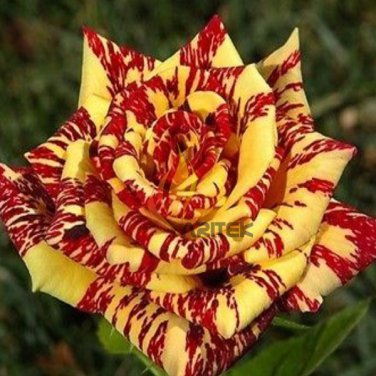 500 MEMPHIS MUSIC MINIFLORA ROSE ROSE BUSH DEEP RED WHITE Seeds