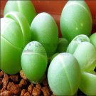 20 Exterior Loveliness Gibbaeum Heathii Flowering More Than Meat + My Mysterious Seeds