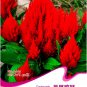 Celosia Argentea Red Plumed Cockscomb Annual Bonsai Flower Original 50 Silver Cocks Comb Seeds