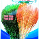 Burning Bush Grass Kochia Scoparia Summer Cypress Original 3500 Rapid Grow & Hardy Seeds