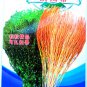 Burning Bush Grass Kochia Scoparia Summer Cypress Original 3500 Rapid Grow & Hardy Seeds