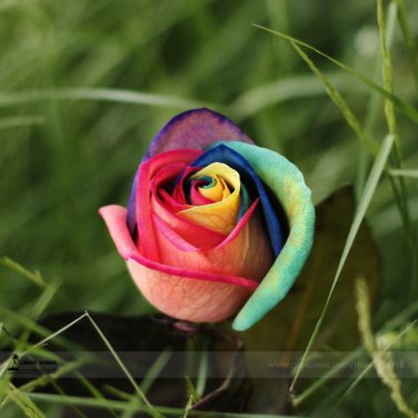 s approx 50 ChineseNewRare Small Rainbow Rose Shrub Flower Seeds