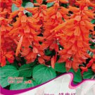 Scarlet Sage Short Red Salvia Flower 30 Salvia Splendens Hummingbirds Love It A009 Seeds