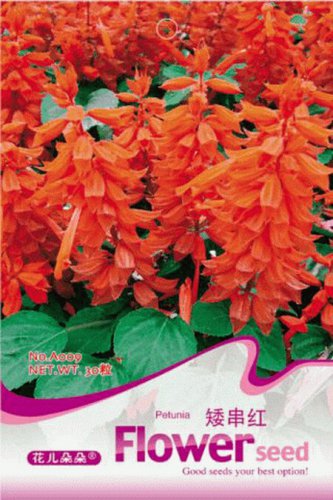 Scarlet Sage Short Red Salvia Flower 30 Salvia Splendens Hummingbirds Love It A009 Seeds