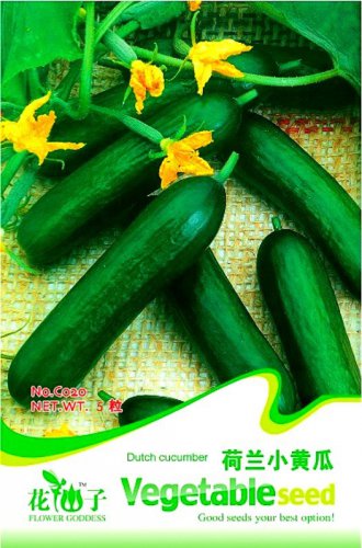 Rare Dutch Fruit Cucumber Organic Original 5 Eat it Raw Delicious Fragrant Crisp Fruit Seeds