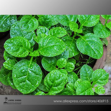 Green Malabar Spinach Vegetable 50 Seeds