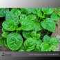 Green Malabar Spinach Vegetable 50 Seeds