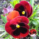 Pansy Red Black Petals with Yellow Eye Flowers 30 big blooms hardy plants Seeds
