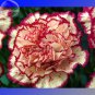 Double Striped Yellow Red Carnation Cut Flower 100 finest flowers for Mothers Seeds