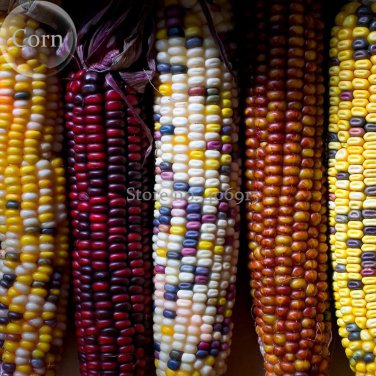 Colorful Hybrid Corn 20 edible vegetables Seeds
