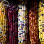 Colorful Hybrid Corn 20 edible vegetables Seeds