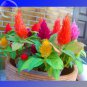 Dwarf Plumed Cockscomb Mixed 200 celosia plumosa nana flowers bonsai Seeds