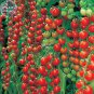 Rare Dolce Vita Organic Tomato 100 Tasty Beautiful Tomato Seeds