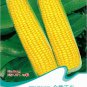Yellow Waxy Corn Vegetable Original 10 Organic Maize Seeds