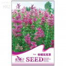 Pink Butterfly Sage Flowers Original age 50 strong aroma flowers aromatic Seeds