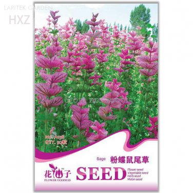 Pink Butterfly Sage Flowers Original age 50 strong aroma flowers aromatic Seeds
