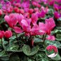Florists Cyclamen Rose Red Flowers (Cyciamen persicum) 5 hardy winter bonsai flowers Seeds