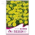Yellow Spice Snowball Flower Original age 50 quality potted flower flower Seeds