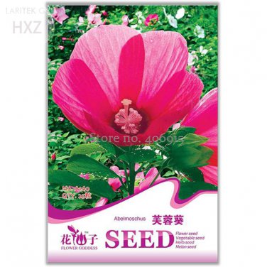 Hibiscus Moscheutos Flower Original age 25 balcony planting flowers Seeds