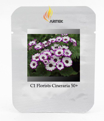 Pericallis Hybrida Different Florists Cineraria Bonsai Hardy Flower 50 Very Beautiful Seeds