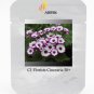 Pericallis Hybrida Different Florists Cineraria Bonsai Hardy Flower 50 Very Beautiful Seeds