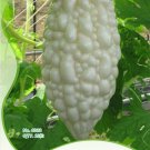 Original 10 White UltraRare Bitter Melon Bitter Gourd Beauty Winner A Must Have Variety Seeds