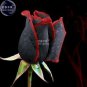 Rare Amazingly Beautiful Black Rose Flower with Red Edge ling approx 50 Seeds