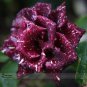 approx 50 Memphis Music American Rose Shrub Flower Seeds
