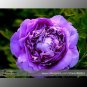 Big-leaf Hydrangea Purple Peony Tree 5 Light Fragrant Seeds