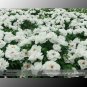 White Peony for Oil 5 Oil Edible Seeds