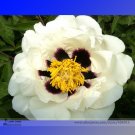 Hei Bai Pei White Peony Flowers with Dark Brown Spot Heart Plant 5 Seeds