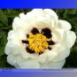 Hei Bai Pei White Peony Flowers with Dark Brown Spot Heart Plant 5 Seeds