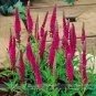 Veronica Spicata Red Fox Montgomeryshire Spiked Speedwell Beautiful Flower 50 Seeds