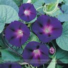 New Star of Yelta Morning Glory Flower 50 Purple Red Climbing Garden Flower Seeds