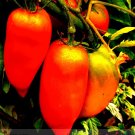 Opalka Organic Polish Tomato 100 Deliciously Sweet Fruit Seeds