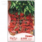 Ardisia Crenata Christmas Coral Berry Tree Original 12 tropical or no drought Seeds