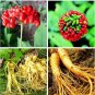 Chinese Korean Panax Ginseng 6 HardyRare Wild Herbal Plants Seeds