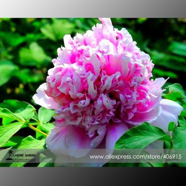 Rare Purple Chief Shiny Peony Shrub Flower 5 Light Fragrant Seeds
