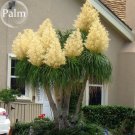 BEAUCARNEA recurvata Ponytail Palm 5 bonsai garden plants Seeds