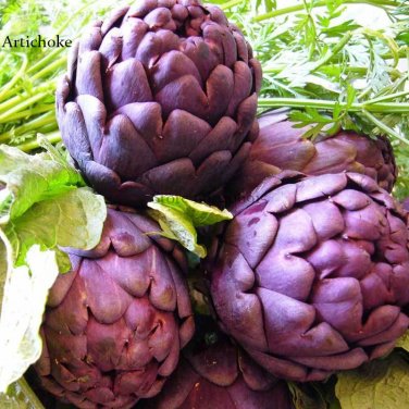 Purple Headed Artichoke 4 edible tasty globe artichoke Seeds