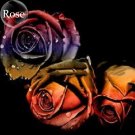 Unique Chocolate Coffee Rose Flower 50Rare garden rose Seeds