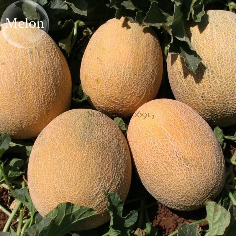 Italian Ananas Hami Melon Fruits 20 13 sugar contained sweet melon Seeds