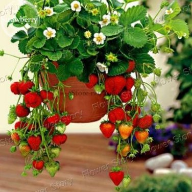 Hanging Giant Red Strawberry Fruits 100 juicy sweet tasty strawberry Seeds