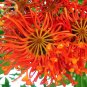 Firewheel Tree Stenocarpus sinuatis 2 flowers Seeds