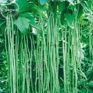 40 inch Super Long Green Cowpea 20 garden plants Seeds