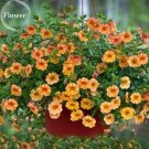 Hanging Orange Morning Glory Flower 50 very beautiful garden plants Seeds