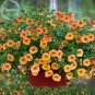 Hanging Orange Morning Glory Flower 50 very beautiful garden plants Seeds