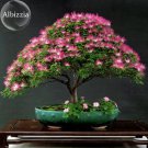 Silk Floss Tree Albizzia Julibrissin Bonsai Nemu Tree 10 albizia flower mimosa tree Seeds