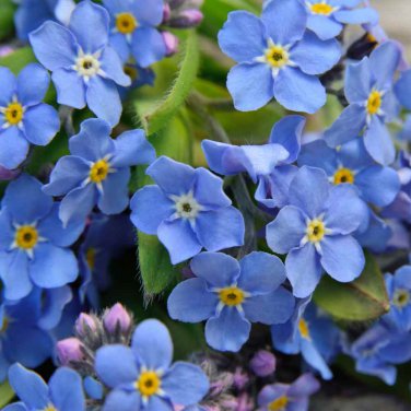 Blue Myosotis Sylvatica Forget-me Flower Original 60 potted plant  Seeds